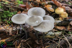 mycena polygramma (1) (1000 x 666).jpg_product_product_product_product